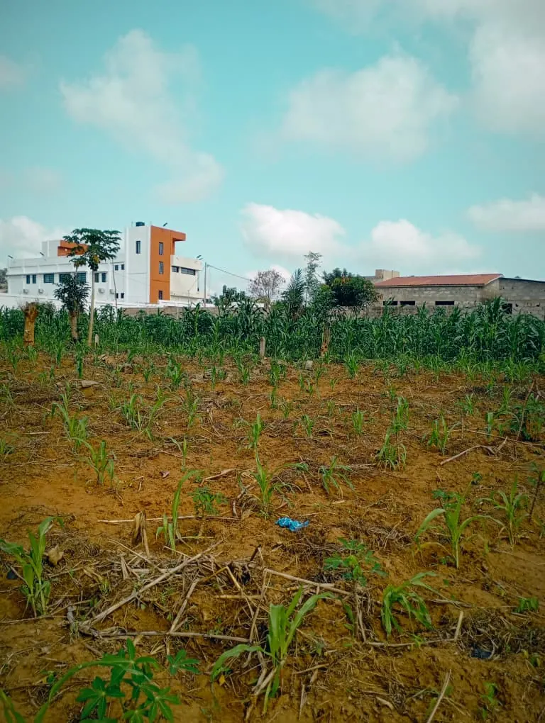 Terrain en vente à Sanguera Afiadégnigba – 12 millions FCFA le lot