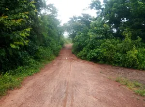 Terrain de 30 hectares à vendre à Kpevego – 5 millions FCFA l'hectare
