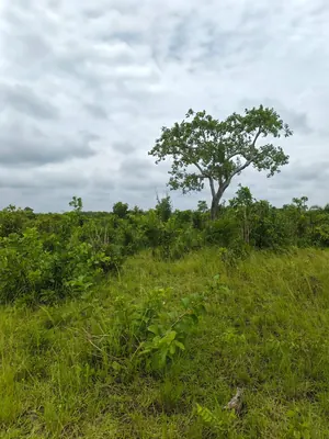 Terrain de 20 100 m² en vente à Kévé – 1 000 000 FCFA l'hectare — photo 5