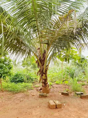 11 lots 5 pièces 6651 m² en vente à Kovié Dzemeké – 45 millions FCFA — photo 3