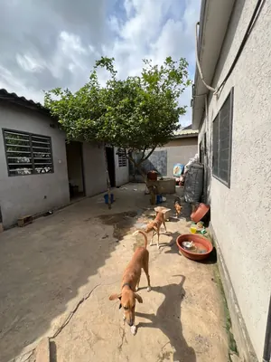 Vente d'une villa à Agoè Sogbossito, 3 chambres, sur 300 m², titre foncier personnel – 43 millions FCFA — photo 7