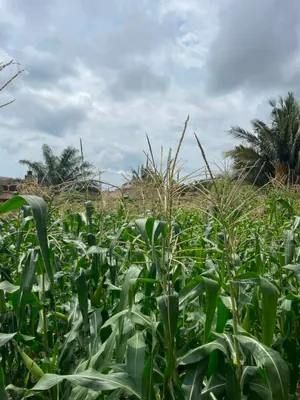 Terrain 1 lot de 600 m² en vente à Adidogomé Kohé – 27 millions FCFA — photo 4