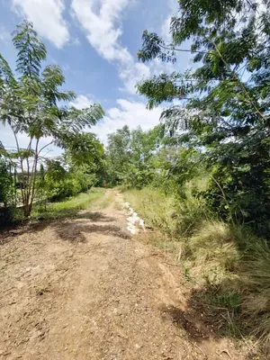 Vente d'hectares à Badja, 6 hectares, proche du goudron – 7,5 millions FCFA l'hectare — photo 3
