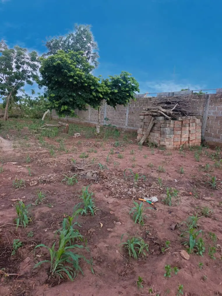 Terrain demi-lot 600 m² en vente à Aképé, côté péage Lomé-Kpalimé – 10 millions FCFA à débattre