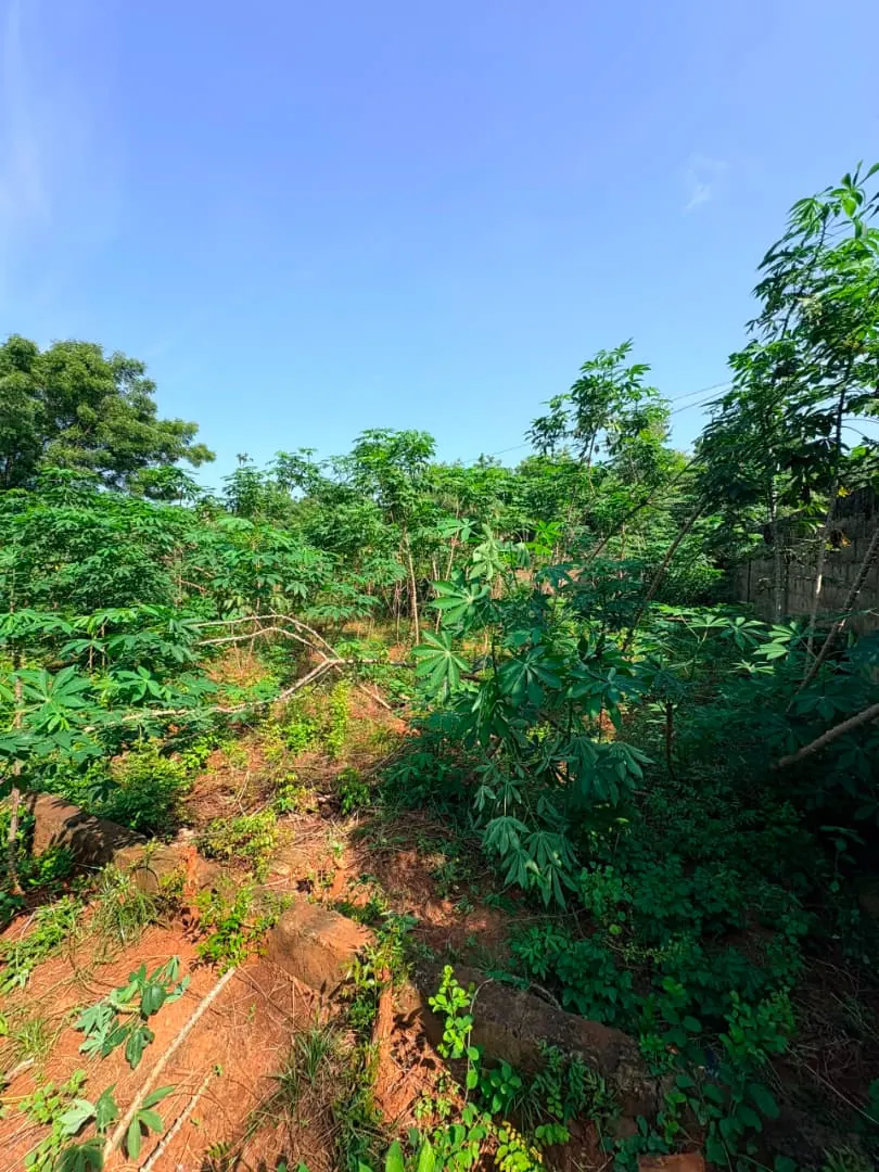 Terrain 1 lot en vente à Agoè Kitidjan – 60 millions FCFA
