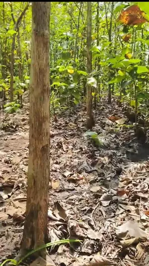 Terrain en vente en bordure de la RN1 à Agbélouvé – 165 hectares – 1,5 million FCFA le lot — photo 2