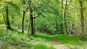Vente d'un terrain rural à Kpalimé Village Agbessia, 11 hectares, avec titre foncier personnel – prix à partir de 3 500 000 FCFA l'hectare — photo 4