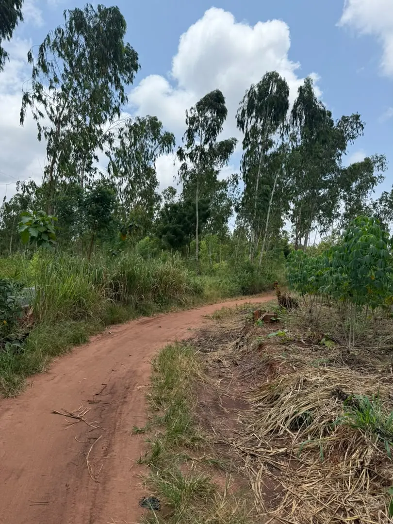 Terrain à vendre à Davié Tekpo – 60 lots disponibles – 3 500 000 FCFA le lot