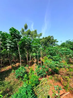 Terrain 1 lot en vente à Agoè Kitidjan – 60 millions FCFA — photo 5