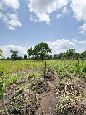 Terrain de 35 hectares en vente à Kevé Dzolo – 1 800 000 FCFA par hectare — photo 2