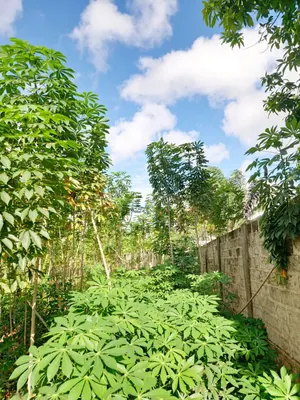 Vente d'un terrain à Légbassito, 911 m² (1,5 lot), à 120 m du goudron contournement – 45 millions FCFA — photo 7