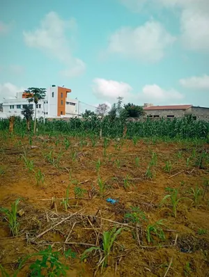 Terrain en vente à Sanguera Afidégnigban – 12 millions FCFA le lot