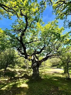 Vente d'un terrain rural à Kpalimé Village Agbessia, 11 hectares, avec titre foncier personnel – prix à partir de 3 500 000 FCFA l'hectare — photo 7