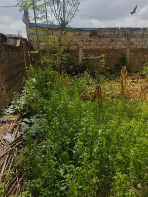Vente d'un terrain à Agoé Assiyéyé, 2 lots et demi clôturés, à 200 m du goudron – 130 millions FCFA — photo 4