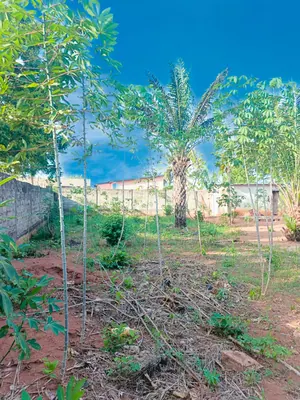 Terrain 1 lot en vente bord du goudron à Zanguera Aképédo – à partir de 25 millions FCFA — photo 3