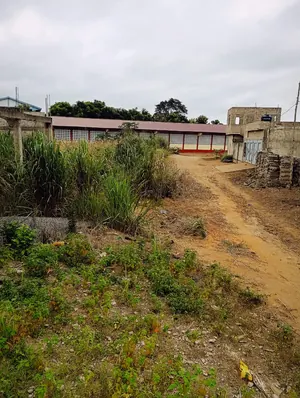 Terrain 203 m² en vente à Kpalé, angle de rue – 4,5 millions FCFA