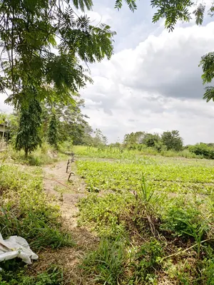 Vente d'hectares à Badja, 6 hectares, proche du goudron – 7,5 millions FCFA l'hectare — photo 6