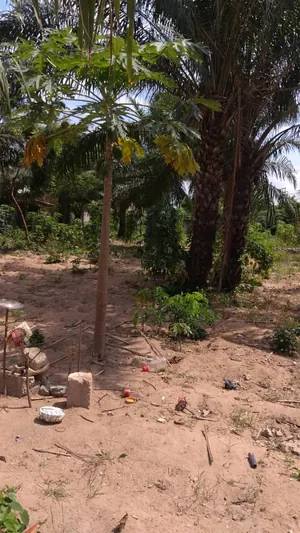 Vente de terrain à Sogbossito, 2,25 lots clôturés, 1339 m², accès sur 2 voies – 65 millions FCFA à débattre — photo 3