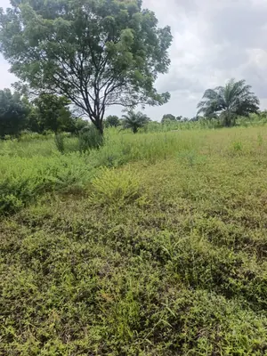 Terrain en vente à Fokpo 1, Assahoun – 11 lots avec titre foncier personnel – à partir de 1 500 000 FCFA — photo 5