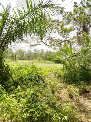 Vente d'hectares à Badja, 6 hectares, proche du goudron – 7,5 millions FCFA l'hectare — photo 7