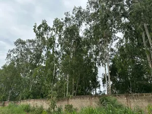 Terrain 600 m² en angle de rue à vendre à Légbassito-tové – 25 000 000 FCFA le lot — photo 3