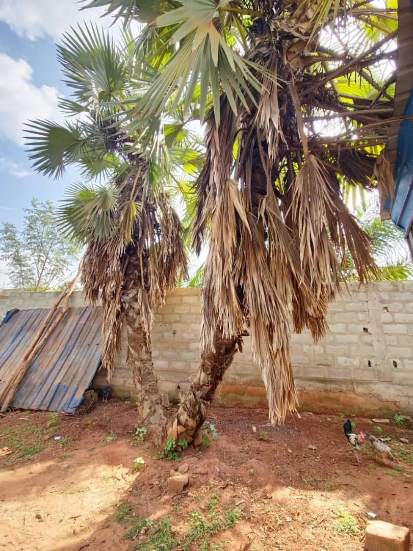 Terrain 4 lots de 2397 m² en vente à Baguida – 60 millions FCFA le lot