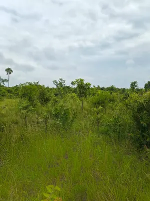 Terrain de 20 100 m² en vente à Kévé – 1 000 000 FCFA l'hectare — photo 3