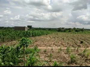 100 lots en vente proche du goudron à Adetikopé Aveta derrière PIA – 7 millions FCFA le lot