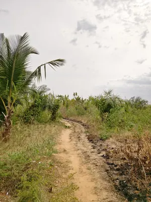 Terrain en vente à Noépé près du lycée Aképé–Noépé – 7,5 millions FCFA le lot — photo 2