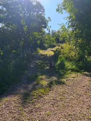 Vente d'un terrain rural à Kpalimé Village Agbessia, 11 hectares, avec titre foncier personnel – prix à partir de 3 500 000 FCFA l'hectare — photo 8