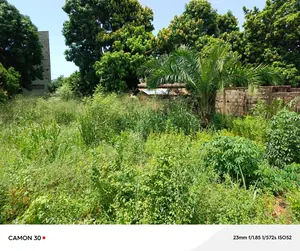 Terrain demi-lot de 300 m² à vendre proche du goudron à Camp Fir – 17 millions FCFA à débattre — photo 2