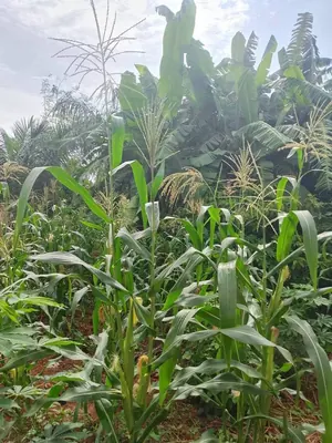 Terrain 270 m² en vente à Legbassito Madjikpeto – 17 millions FCFA — photo 3