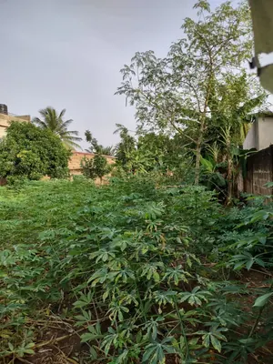Terrain à vendre à Agoè Amadenta – 629 m² – 20 000 000 FCFA — photo 5