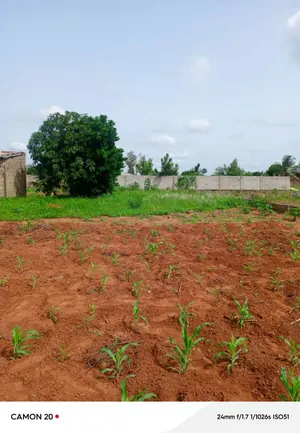 Vente de terrain à Zanguera Akepedo Jérusalem, 4 lots, bornage fait – 15 millions FCFA le lot — photo 3