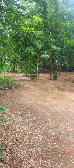 Terrain 1029 m² en vente en angle de rue à Adétikopé Lycée – 25 millions FCFA — photo 3