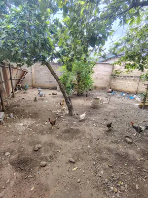 Terrain demi-lot en vente à Avedji CEG – 20 millions FCFA à débattre — photo 2
