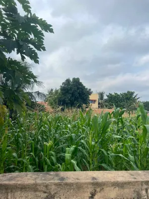 Terrain 1 lot (600 m²) en vente à Agoé Entreprise de l'Union – 33 millions FCFA — photo 2