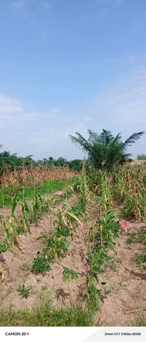 Terrain 21 lots en vente à Adetikopé Logoé derrière PIA – 315 millions FCFA — photo 2