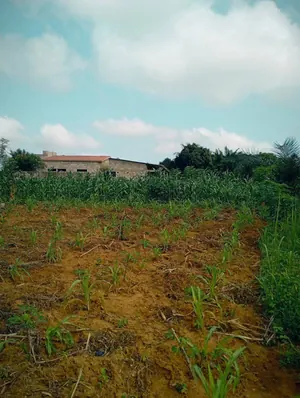 Terrain en vente à Sanguera Afidégnigban – 12 millions FCFA le lot — photo 3