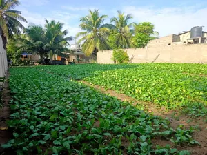 Vente d'un terrain à Kpogan, près de demi-lot (223,5 m²), à 50 m de la route nationale n°2 – 9 millions FCFA à débattre — photo 5
