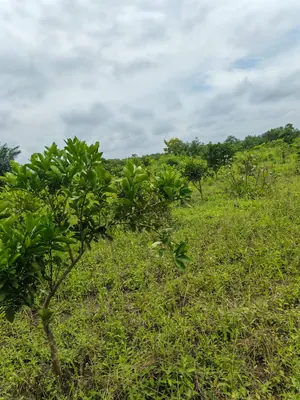 Terrain de 20 100 m² en vente à Kévé – 1 000 000 FCFA l'hectare — photo 4
