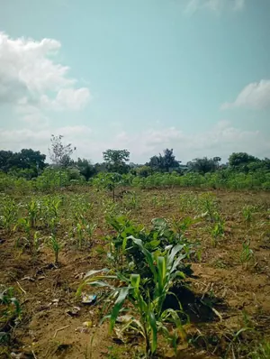 Terrain en vente à Sanguera Afidégnigban – 12 millions FCFA le lot — photo 2