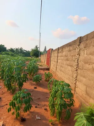 Terrain en vente à Adidogomé derrière la base EBOMAF – 55 millions FCFA — photo 2