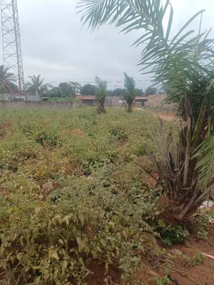 Terrain 2 lots à vendre à Djagblé Gato Kopé – 23 millions FCFA le lot — photo 3