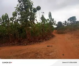 Terrain 1 hectare à vendre à Aképédo Monou (Zanguera) – 17 millions FCFA le lot — photo 2