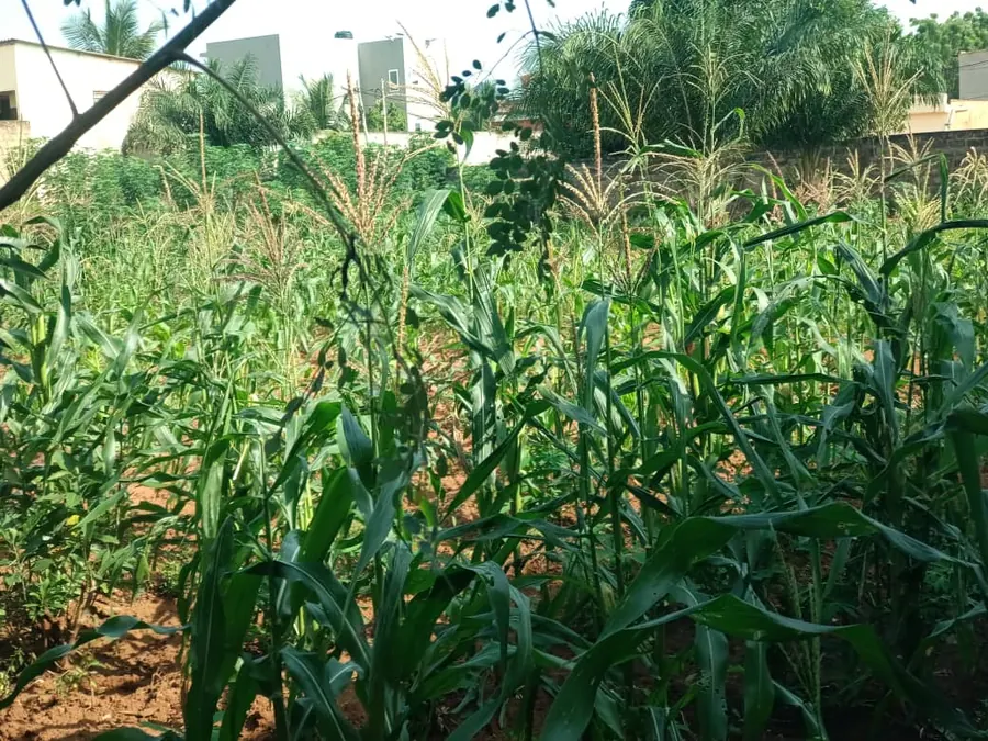 Terrain 1 lot en vente angle de rue à Cap Amadahomé – 40 millions FCFA
