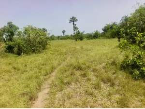 Terrain de 10,50 hectares en vente à Dalavé Adjoguidi Torokpi proche du goudron – 60 millions FCFA l'hectare